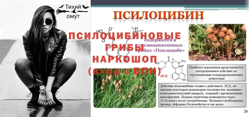 Галлюциногенные грибы Psilocybe  Нытва 